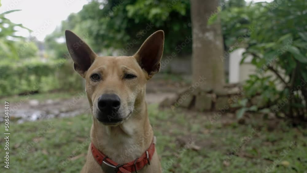 Slow motion film of young light brown female dog - close up head - eyes blinking and head turning - in Thailand - 120 frames per sec Slow motion film of young light brown female dog - close up head - eyes blinking and head turning - in Thailand - 120 frames per sec