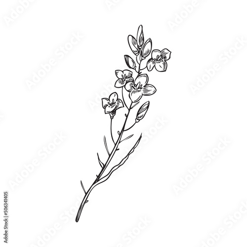 Canola or rape plant for edible oil production, vector illustration isolated.