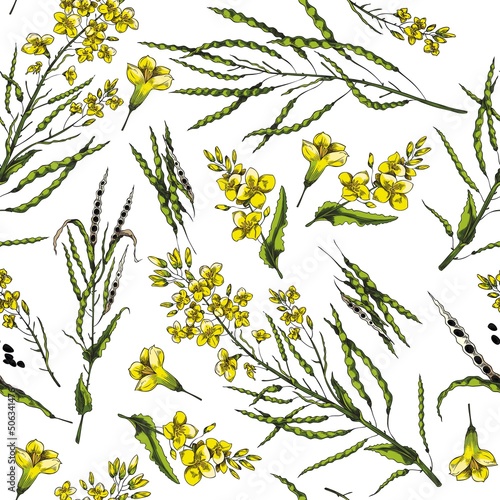 Seamless pattern with flowering canola. Botanical pattern, vector illustration on white background