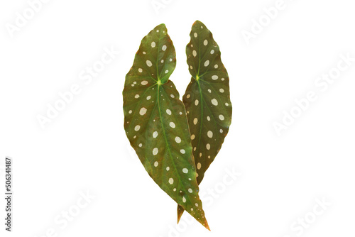Polka Dot Begonia (Begonia Maculata) leaf isolated on white with clipping path. photo