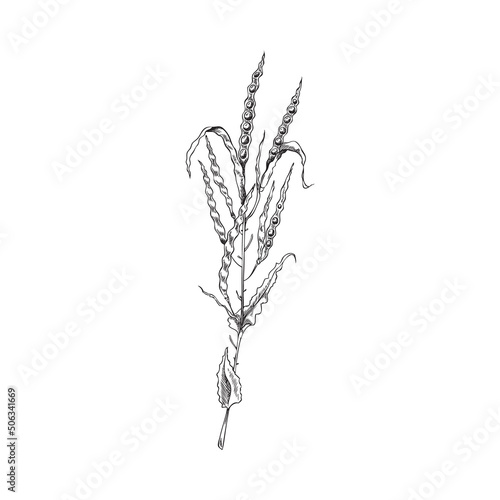 Opened canola pods on a branch. Canola pods hand drawn sketch, monochrome on white background