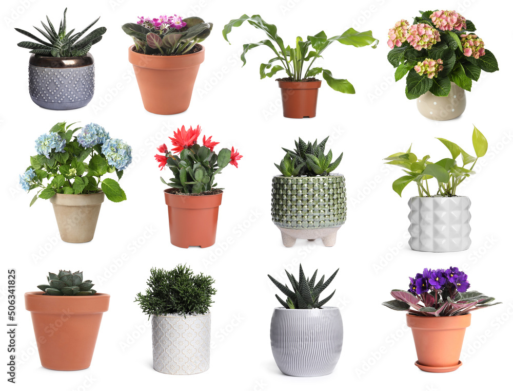 Set with different beautiful plants on white background Set with different beautiful plants on white background
