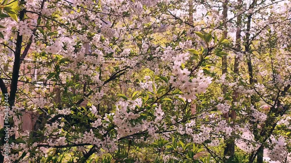 White blooming cherry flowers and buds on branch with green leaves close-up. Lots of white flowers in sunlight spring sunny day. Beautiful natural background. Vintage old style White blooming cherry flowers and buds on branch with green leaves close-up. Lots of white flowers in sunlight spring sunny day. Beautiful natural background. Vintage old style