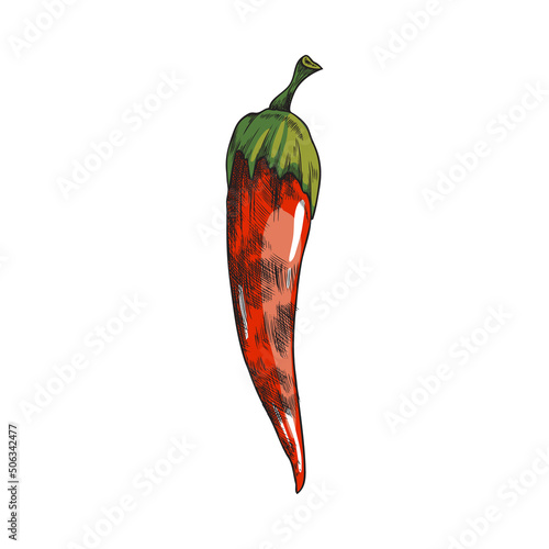 Chilli hot red pepper grilled on BBQ, sketch style vector illustration isolated.