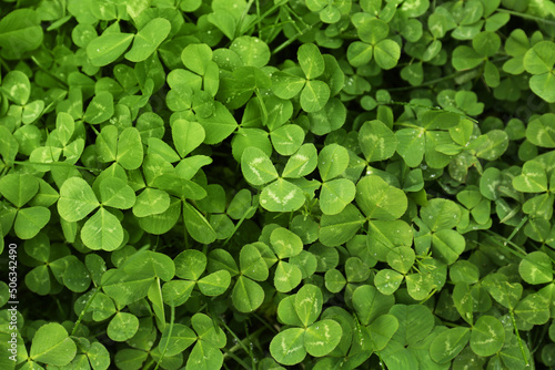 Beautiful green clover leaves with water drops, top view