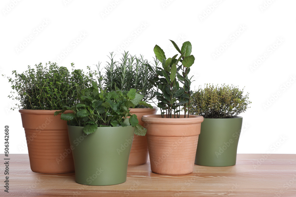 Pots with thyme, bay, sage, mint and rosemary on wooden table against white background