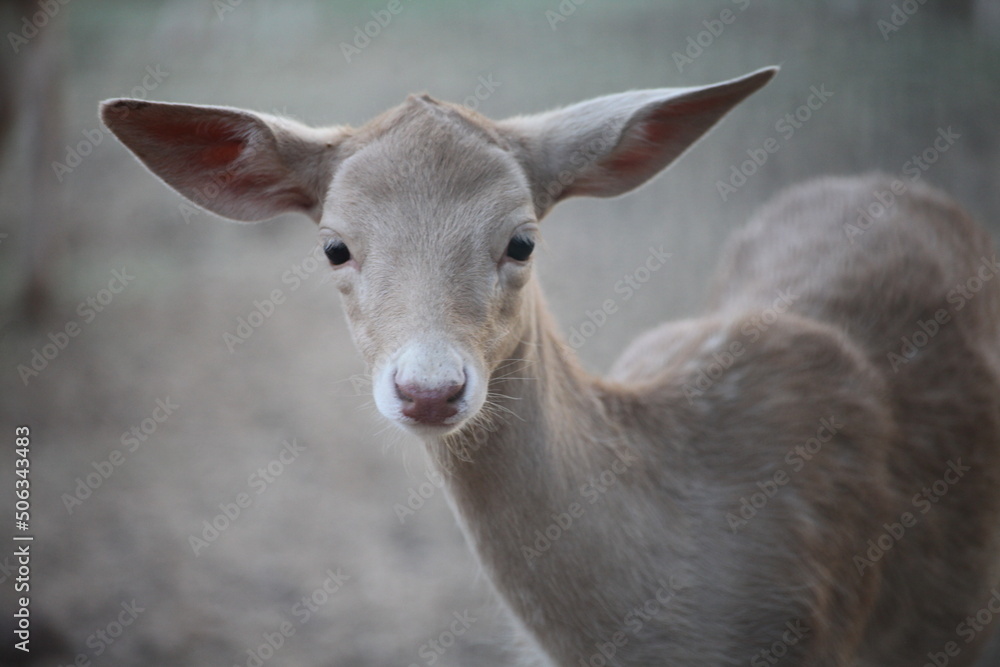 Picture of a deer without horns