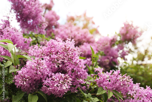 Beautiful blossoming lilac with water drops outdoors. Space for text