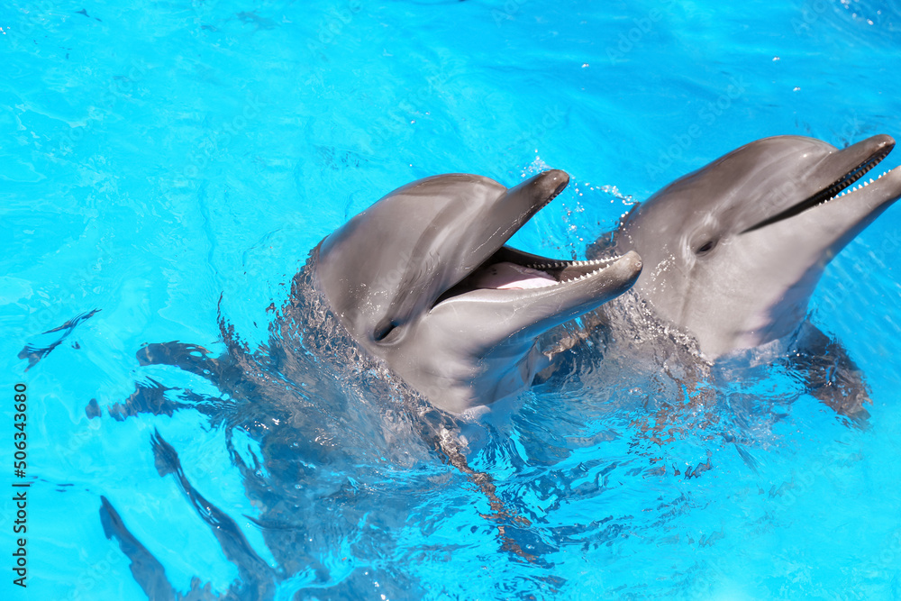 Naklejka premium Dolphins swimming in pool at marine mammal park