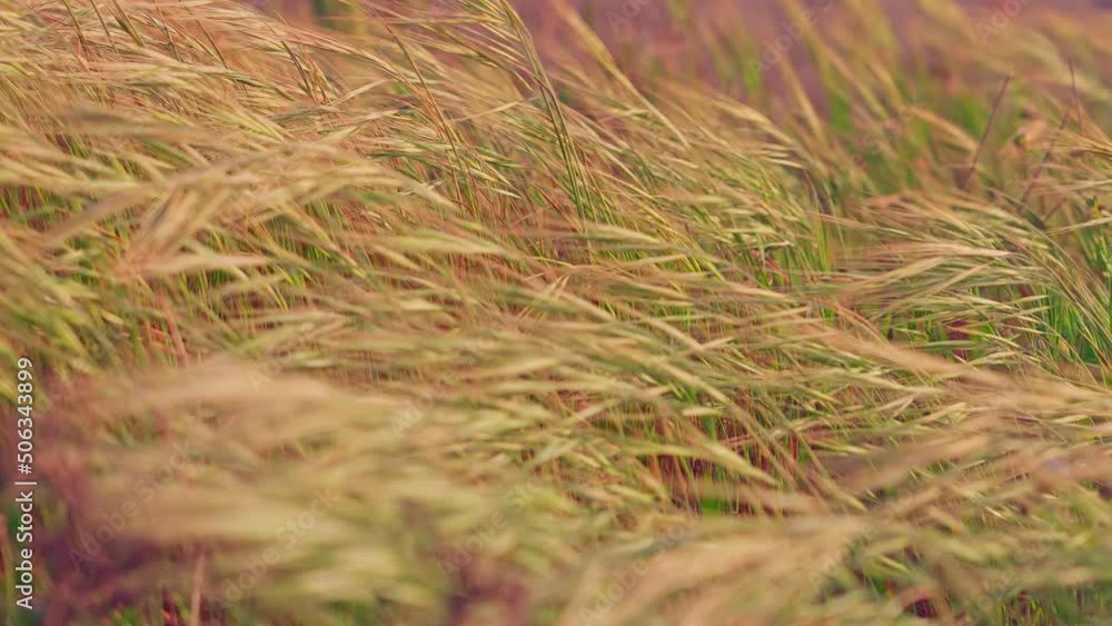 Dry grass blowing in the strong wind Dry grass blowing in the strong wind
