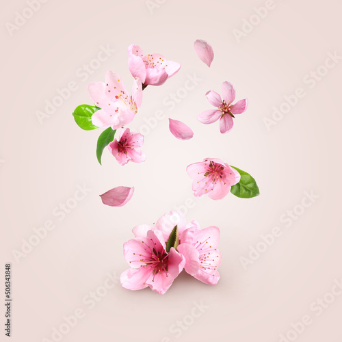 Beautiful pink sakura tree flowers flying on light background