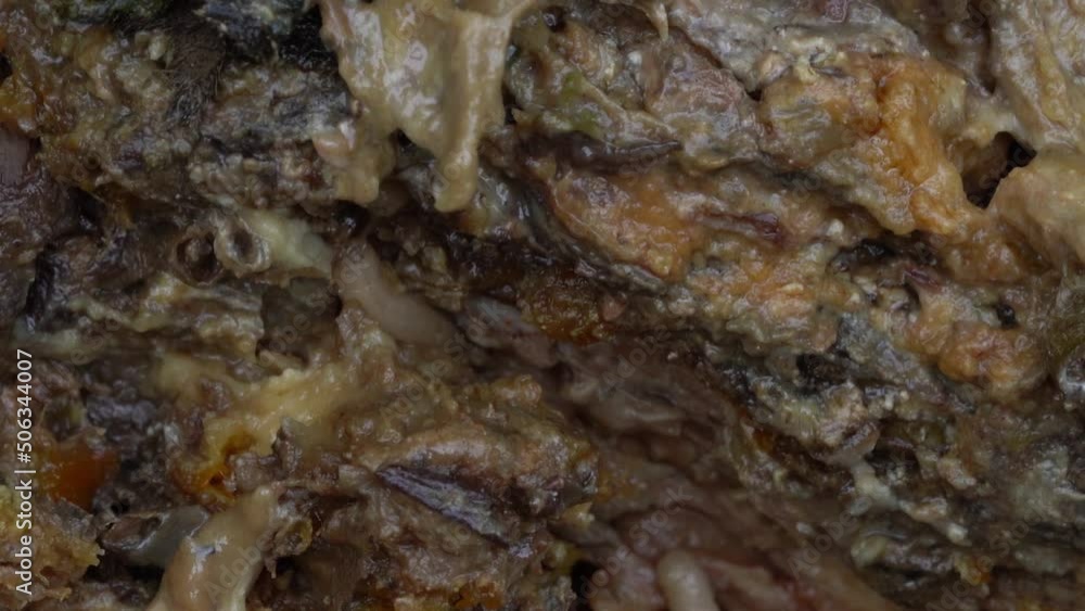Maggots Crawling Underneath The Decay. - Macro Maggots Crawling Underneath The Decay. - Macro