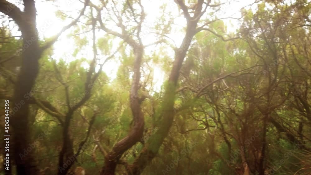 Twisted Tree Branches And Exotic Nature Landscape Along The Levada Das 25 Fontes Trail In Madeira Island, Portugal. Tracking Shot Twisted Tree Branches And Exotic Nature Landscape Along The Levada Das 25 Fontes Trail In Madeira Island, Portugal. Tracking Shot