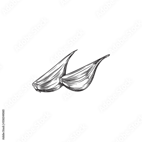 Hand drawn cloves of garlic, sketch vector illustration isolated on white background.
