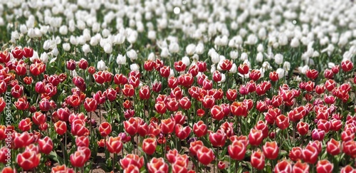 Принти на полотні Red & White Tulips - 만개한 아름다운 색의 조화을 이루는 빨간 튤립