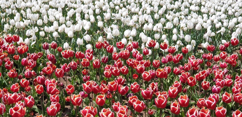 Tulips - 만개한 아름다운 하얀, 빨강 튤립