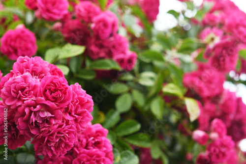 ローズピンク色の薔薇の花 © araho