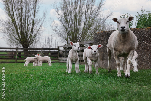 Fototapeta Naklejka Na Ścianę i Meble -  Cute funny sheep on green field. Farm animal