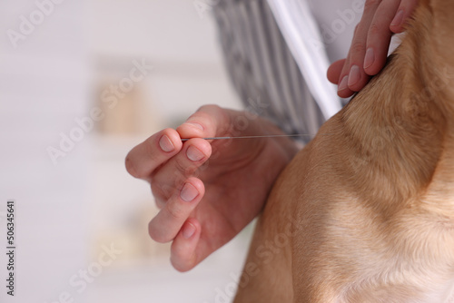 Veterinary holding acupuncture needle near dog's neck indoors, closeup. Animal treatment