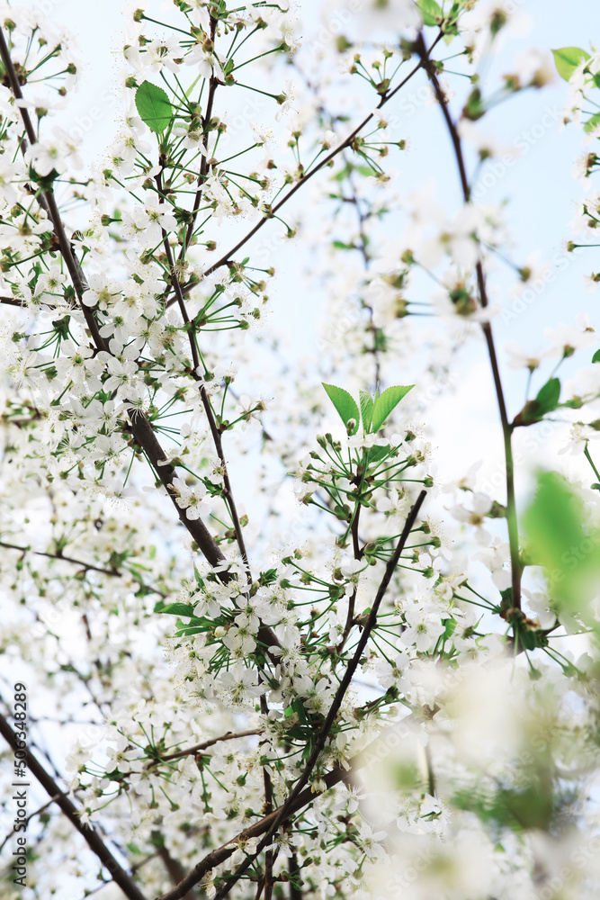 White flowers on a green bush. The white rose is blooming. Spring cherry apple blossom. White flowers on a green bush. The white rose is blooming. Spring cherry apple blossom.