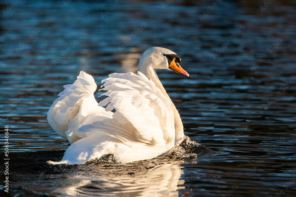 Naklejka premium Mute swan swimming aggressively on a pond in London, UK