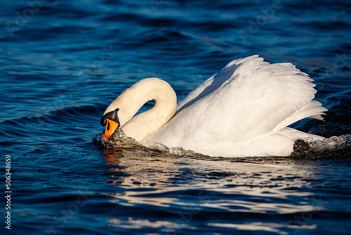 Mute swan swimming aggressively on a pond in London, UK