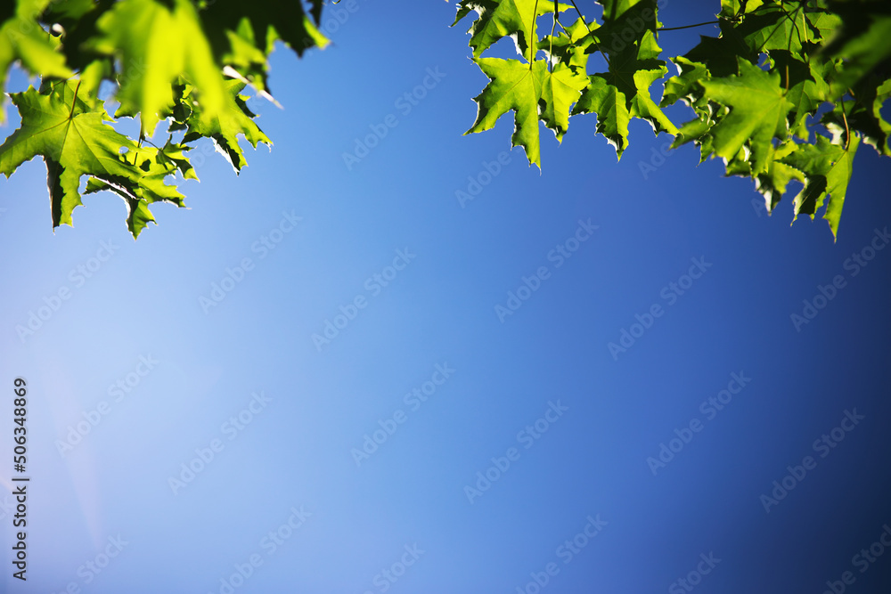Spring nature background. Greenery of trees and grasses on a sunny spring morning. Forest landscape. Spring nature background. Greenery of trees and grasses on a sunny spring morning. Forest landscape.