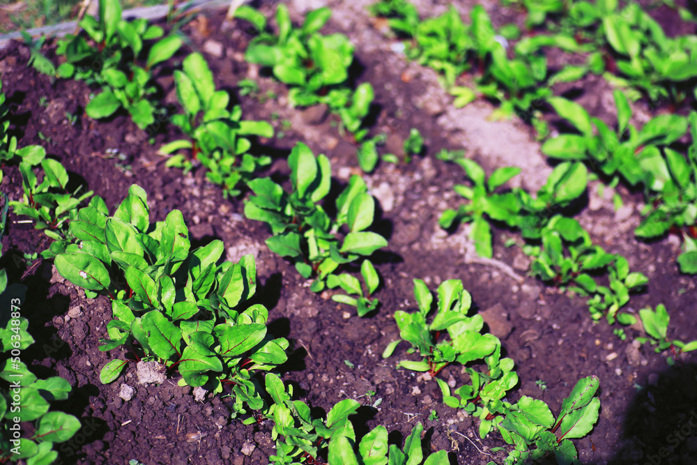 Greenery in a greenhouse. Fresh greens in the spring on the beds. Young sprouts of seedlings in the garden. Greenery in a greenhouse. Fresh greens in the spring on the beds. Young sprouts of seedlings in the garden.