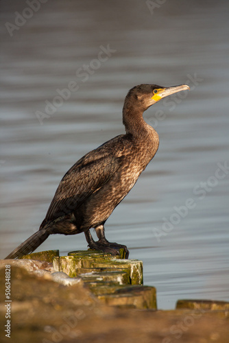 Common European Cormorant perched on a log after diving in a pond in London