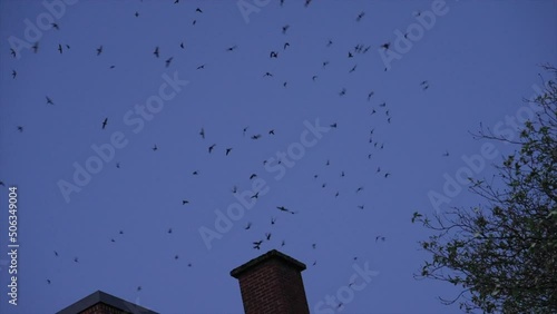 Vaux Swifts active at night about to enter the chimney at the Courtenay Museum. photo