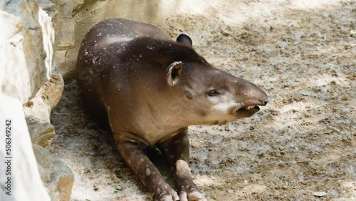 Malayan tapir resting on the ground photo