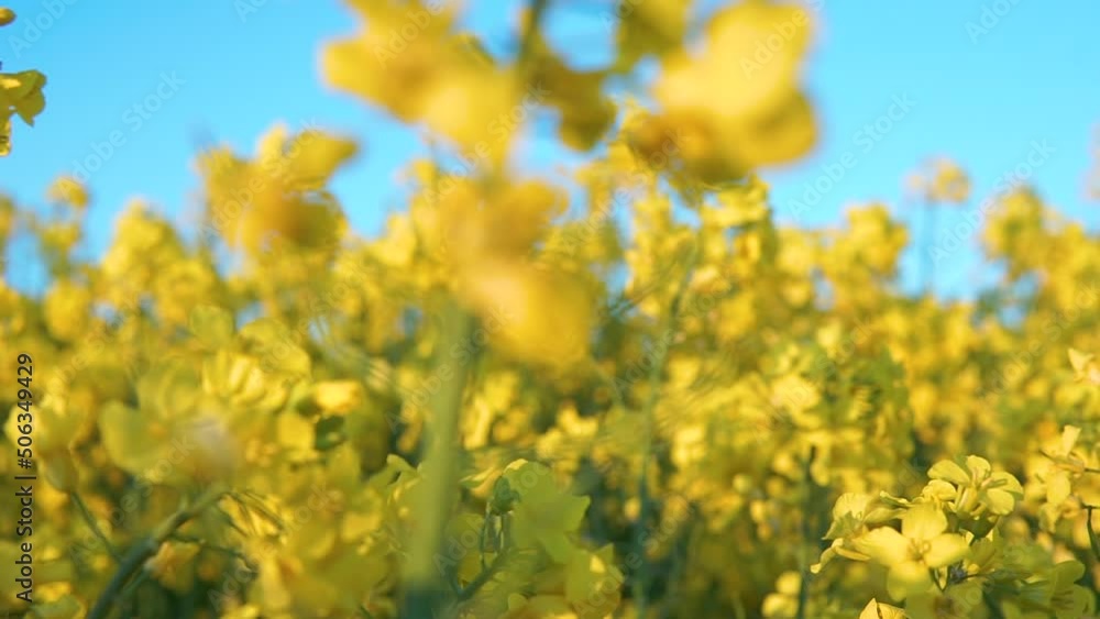 Tiny Yellow Blossoms Of Rapeseed Plant In Full Bloom - panning close up shot Tiny Yellow Blossoms Of Rapeseed Plant In Full Bloom - panning close up shot