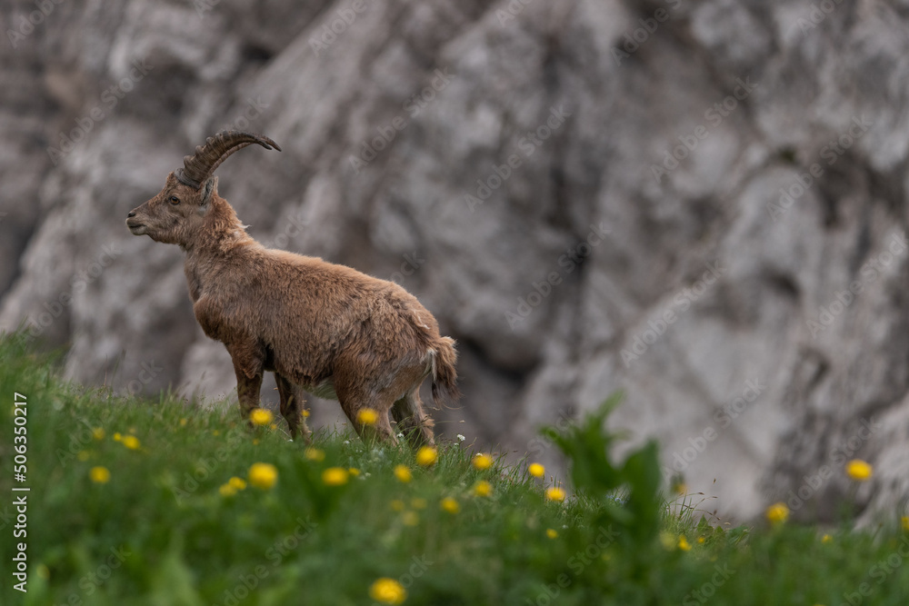 Alpine ibex in the mountains in the morning