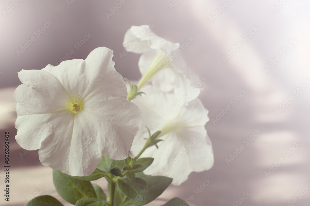 White petunia flower. Beautiful floral background.