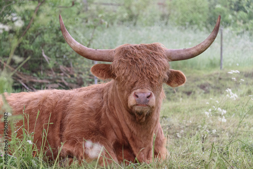 Bos taurus ( Scottish Highland bull)