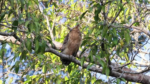 Buffy fish owl, Malay fish owl standing on a branch in Khao Yai National Park, Thailand photo