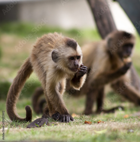 Mono joven en naturaleza  © Anthony