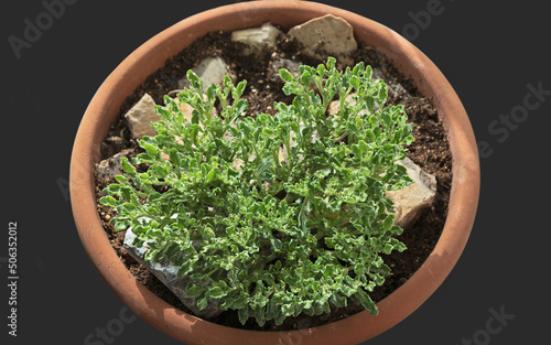 Anastatica hierochuntica True Real Rose of Jericho Plant in a container on rocks on a dark grey background with tiny white flowers