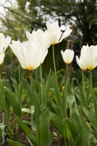 Beautiful white tulips outdoors on spring day  closeup