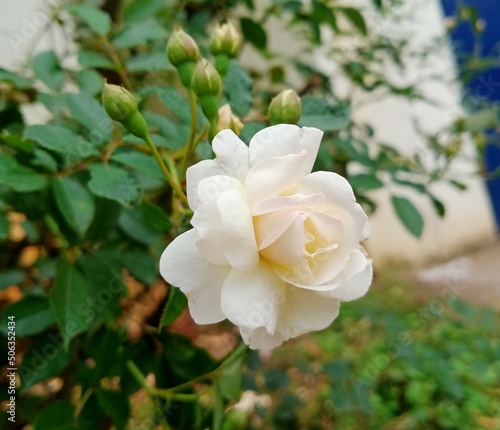 Fotografie, Tablou As the white rose can also indicate honor and reverence and often a feeling of spirituality the white rose is often seen in sympathy arrangements at funerals