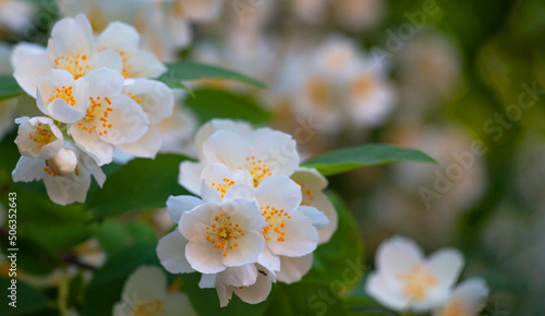 Blooming jasmine bush  branch  Philadelphus lewisii on a dark green background. Close-up of white flowers with a yellow center. Flower landscape for any wallpaper  banner