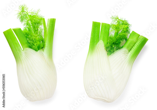 Various Fennel Bulbs Isolated. Fresh fennel vegetable with leaves on white background. Top view. Flat lay.