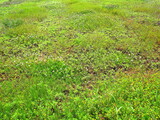 シロツメクサとウマゴヤシ咲く初夏の野原風景