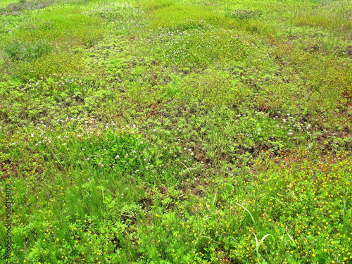 シロツメクサとウマゴヤシ咲く初夏の野原風景