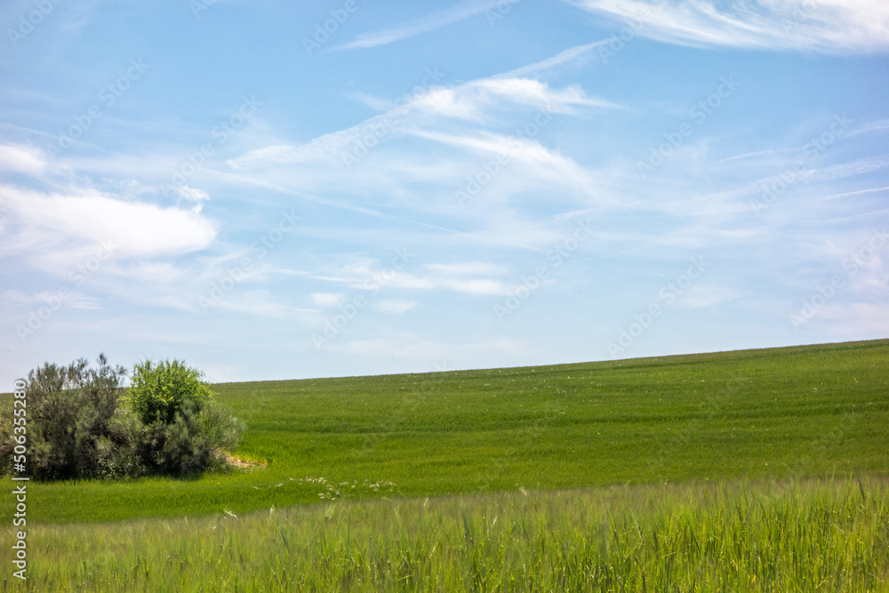 Obraz premium Green cereal fields in spring.