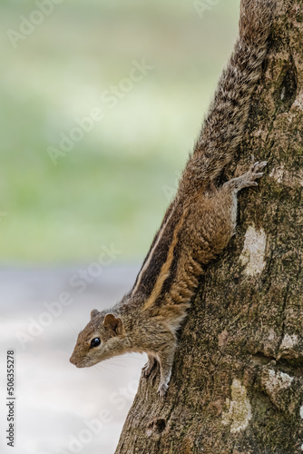 Palm squirrel comes down from the tree