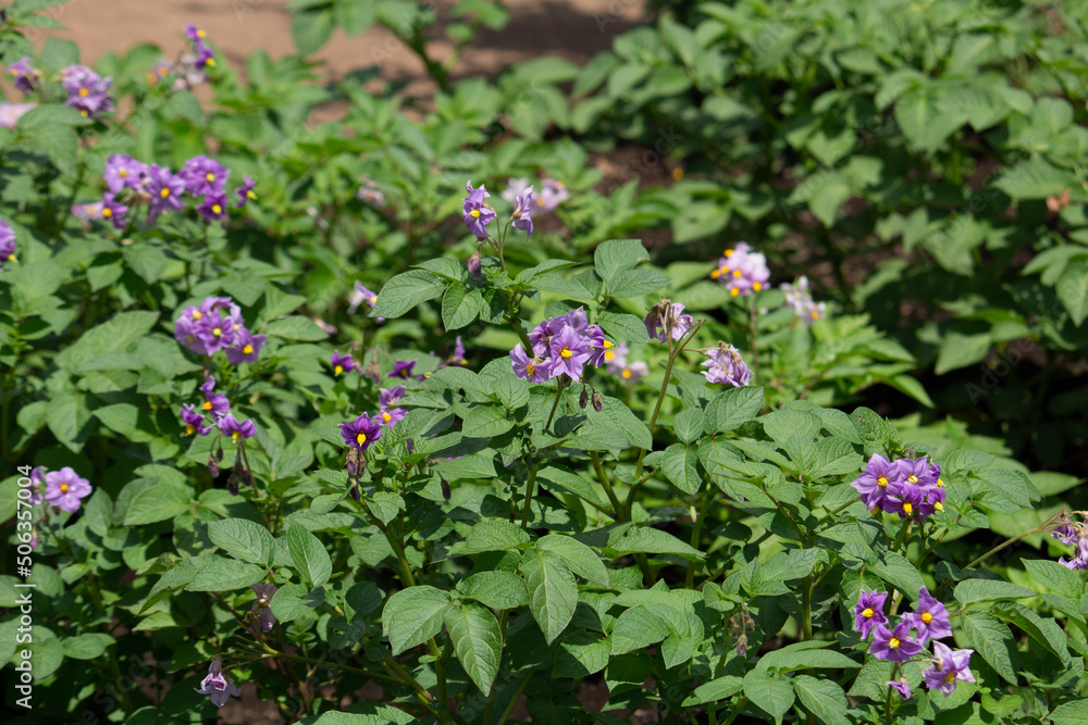 ジャガイモの花が咲いた（英: potato、学名：Solanum tuberosum L.）別名 馬鈴薯 （ ばれいしょ ）