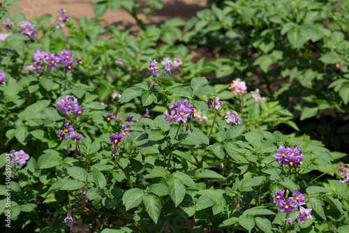 Wallpaper Mural ジャガイモの花が咲いた（英: potato、学名：Solanum tuberosum L.）別名 馬鈴薯 （ ばれいしょ ） Torontodigital.ca