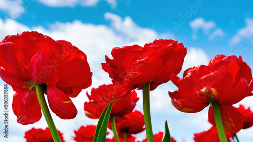 Growing varietal Dutch tulips concept. Red tulips against a blue sky with white clouds on a sunny day. Spring flowers for floral background or wallpaper close up with copy space.