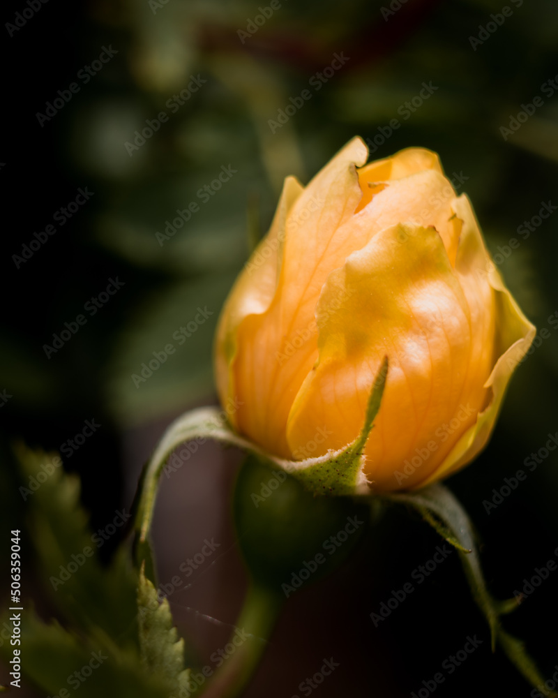 Delicate yellow colored rose blooming in the garden Delicate yellow colored rose blooming in the garden